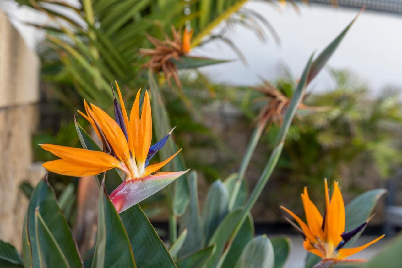 Medano4You The Strelitzia Holiday Home El Médano Exterior photo
